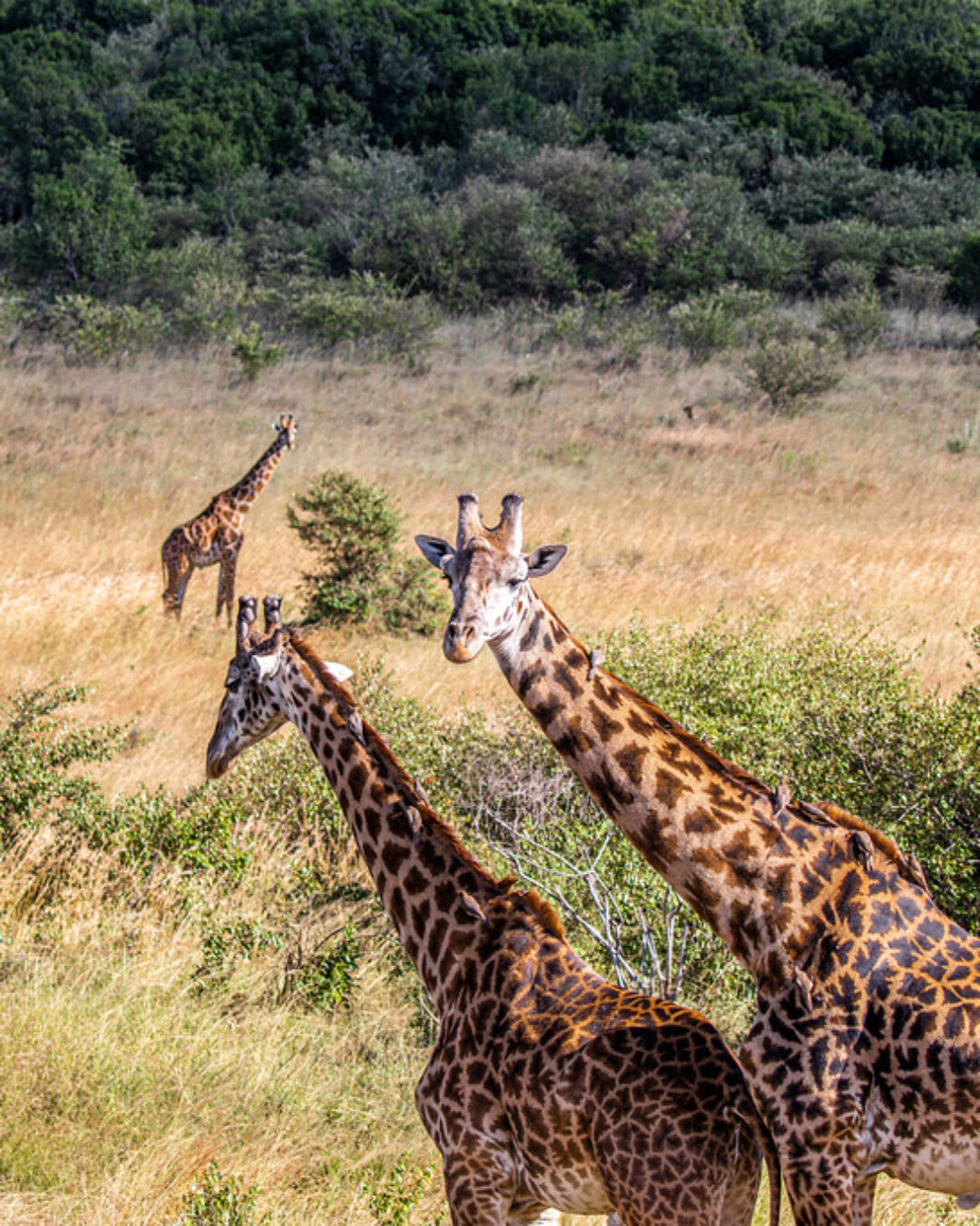 Masai Mara National Reserve