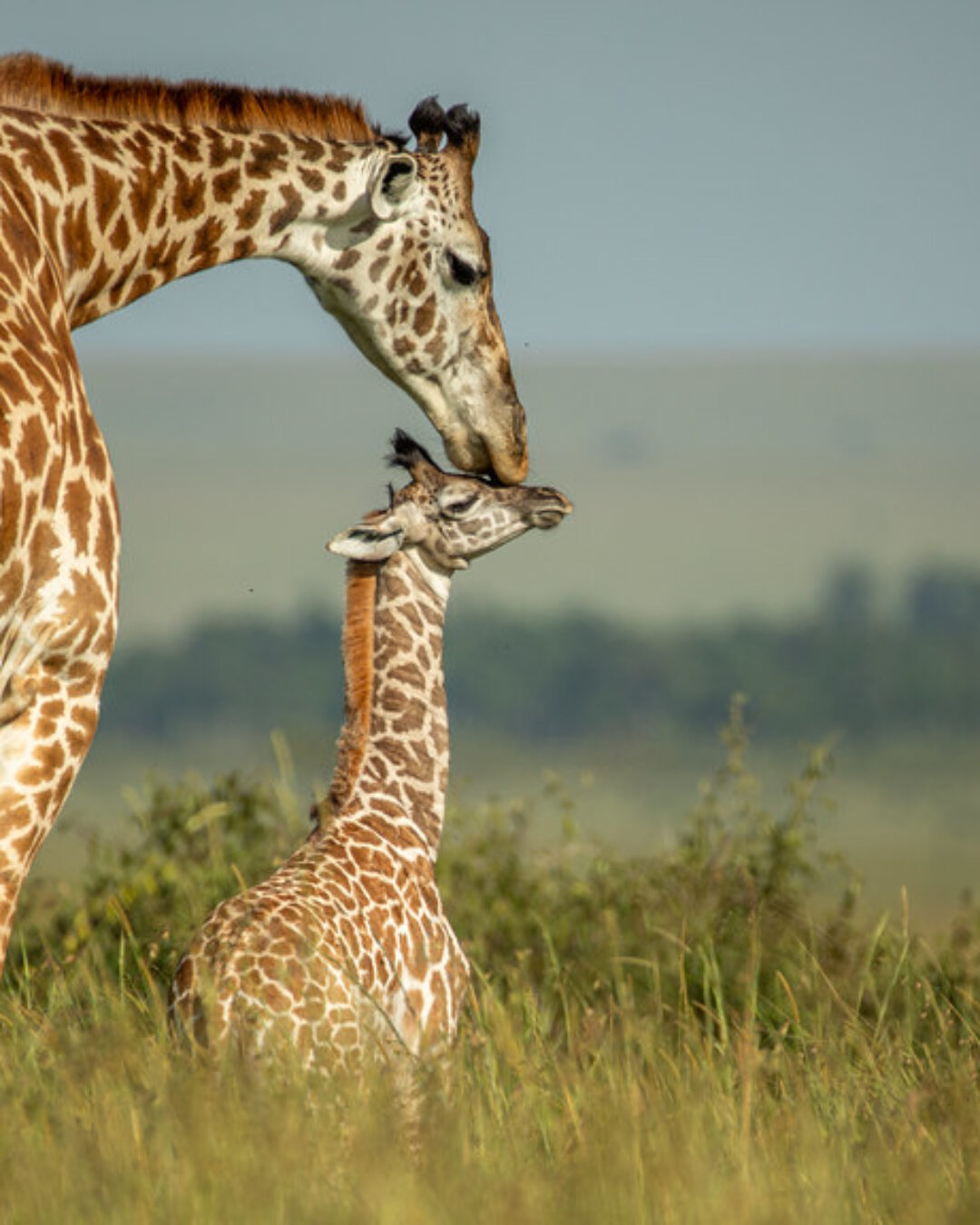 Masai Mara National Reserve2
