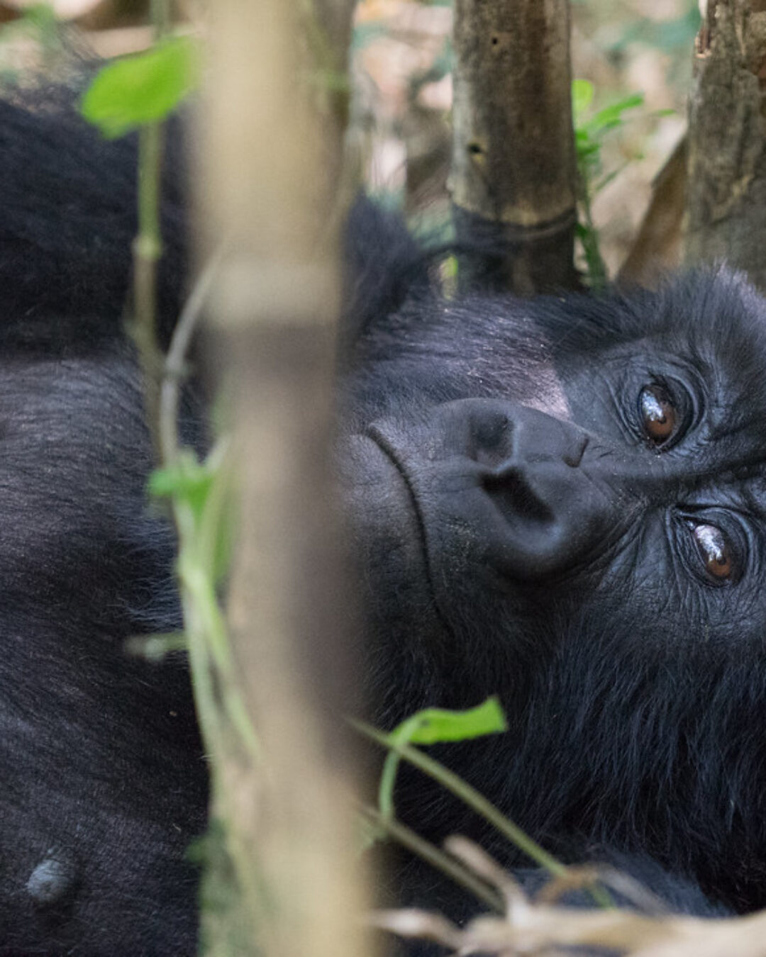 Mgahinga Gorilla3