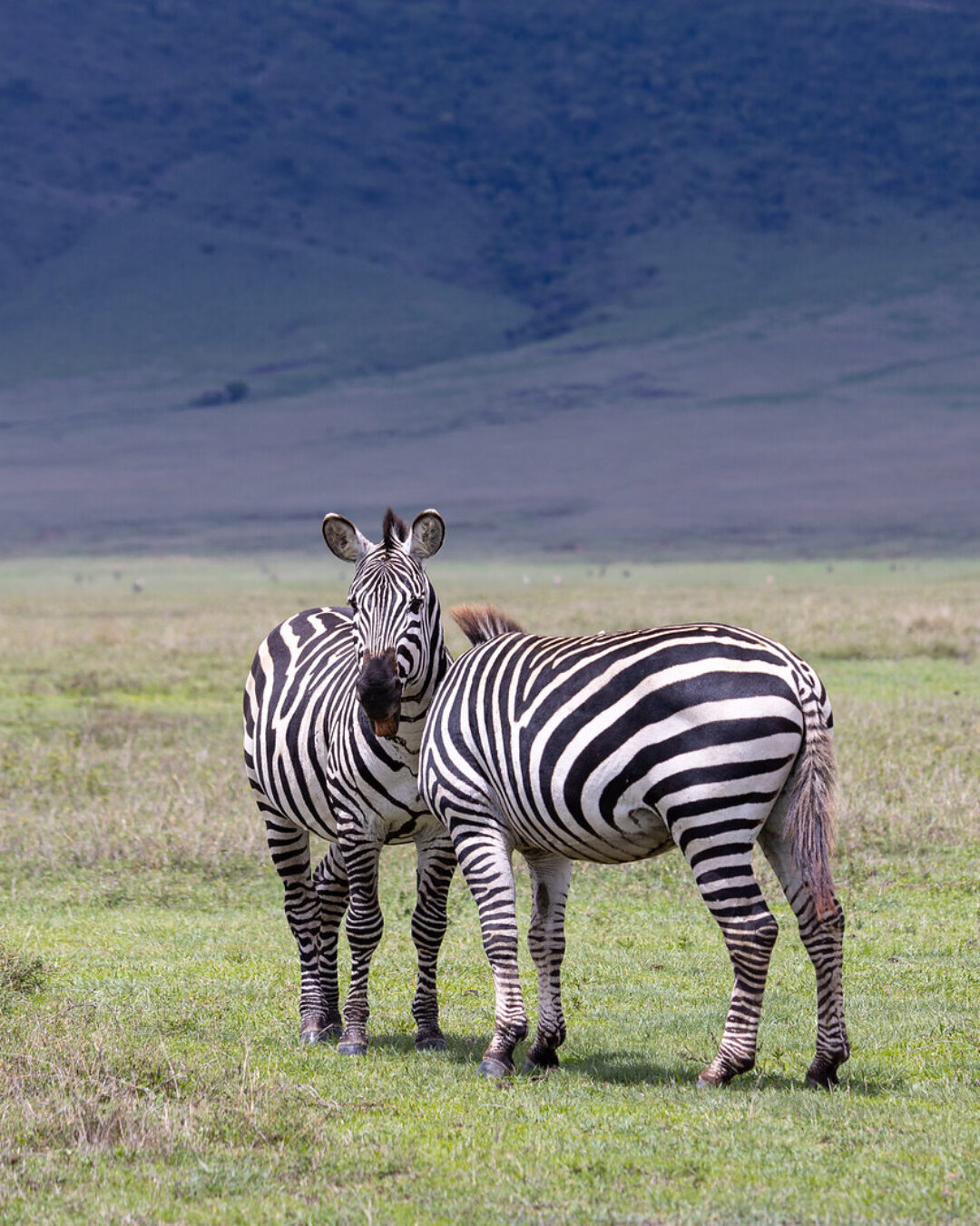 Ngorongoro Crater