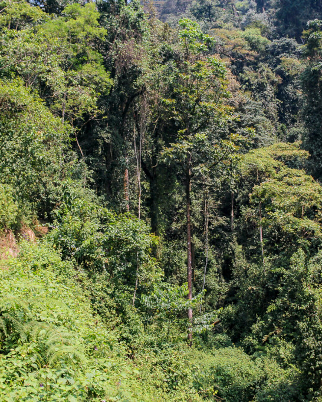 Nyungwe National Park2