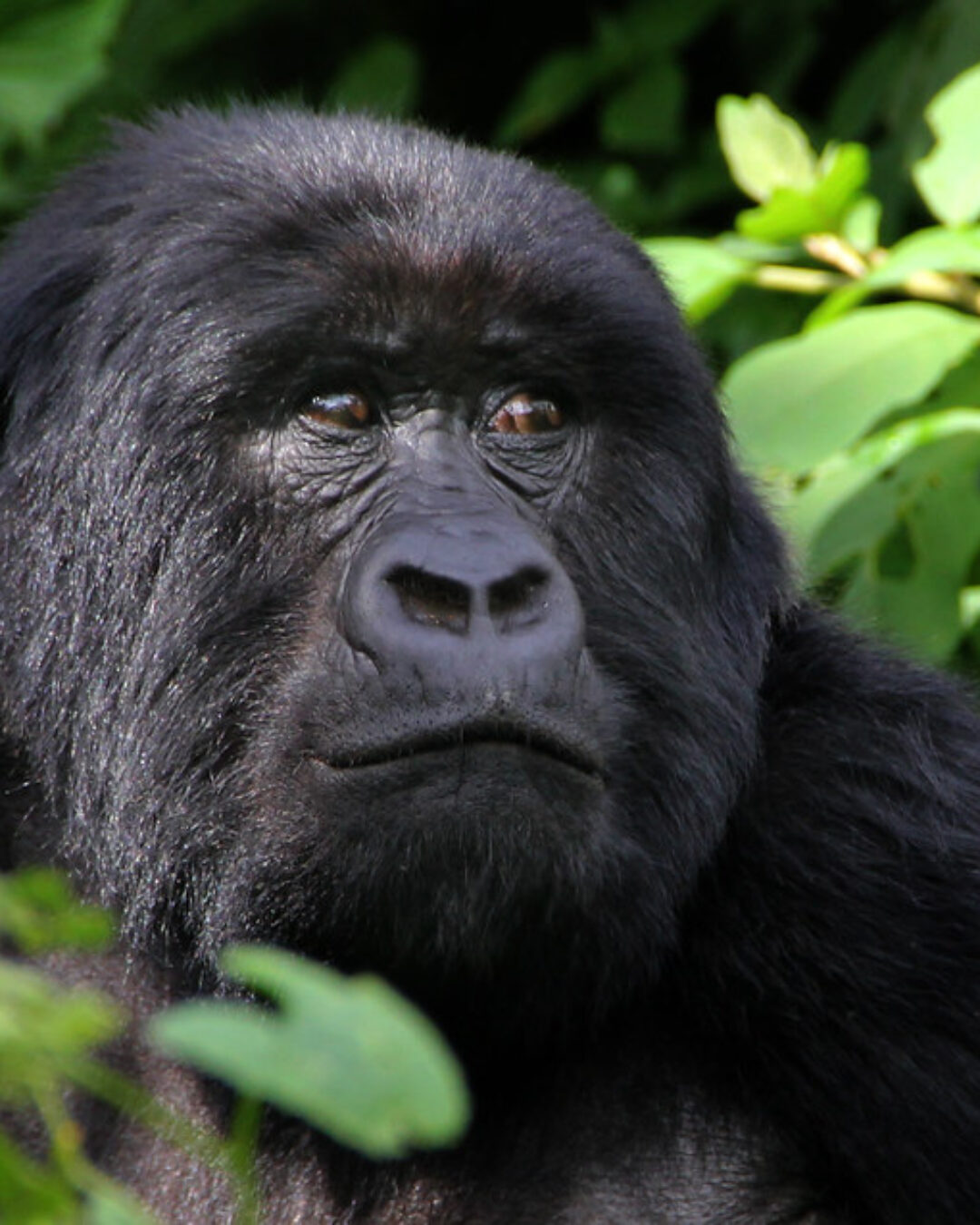 Primates Trekking Safari