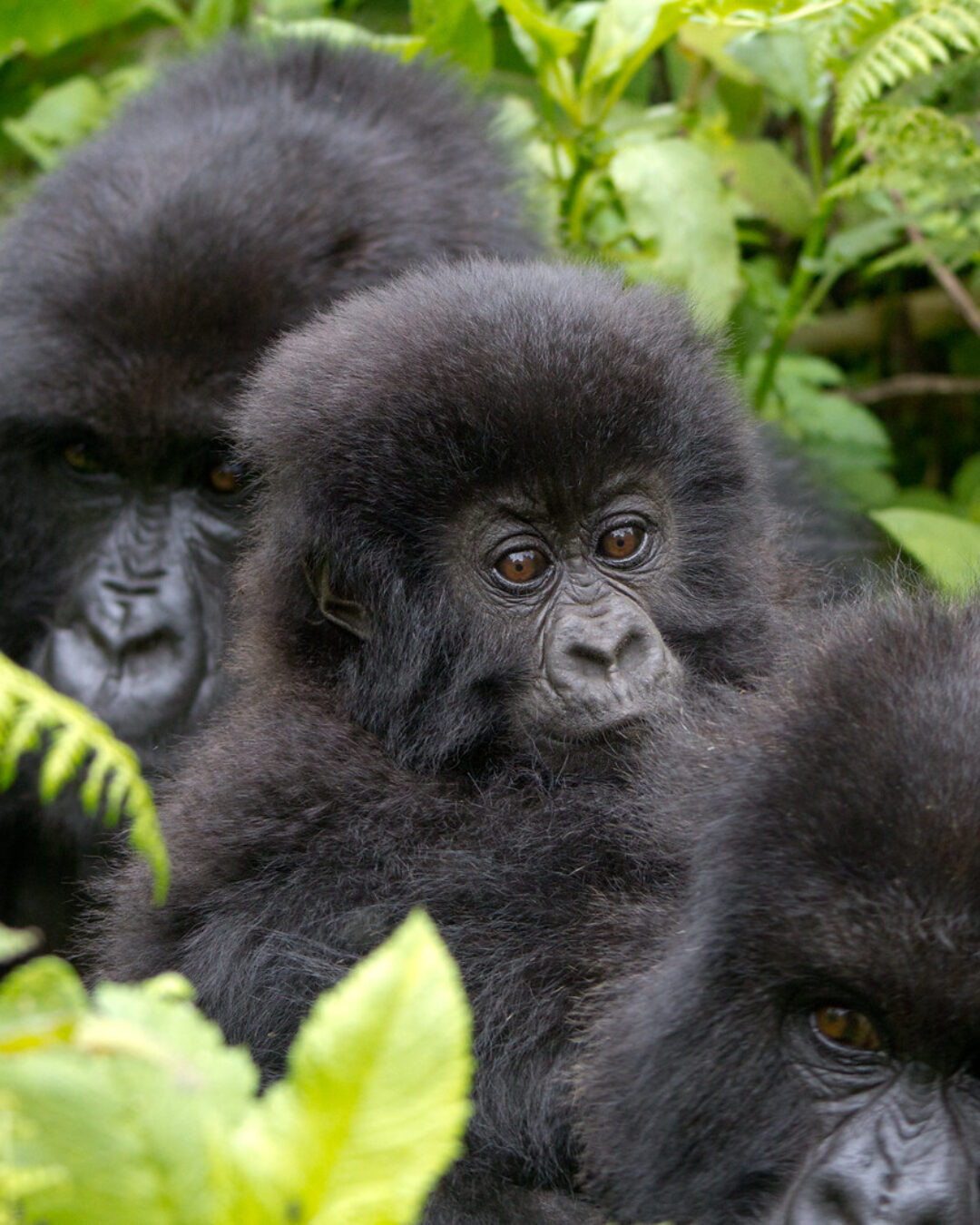 Rwanda Primates2