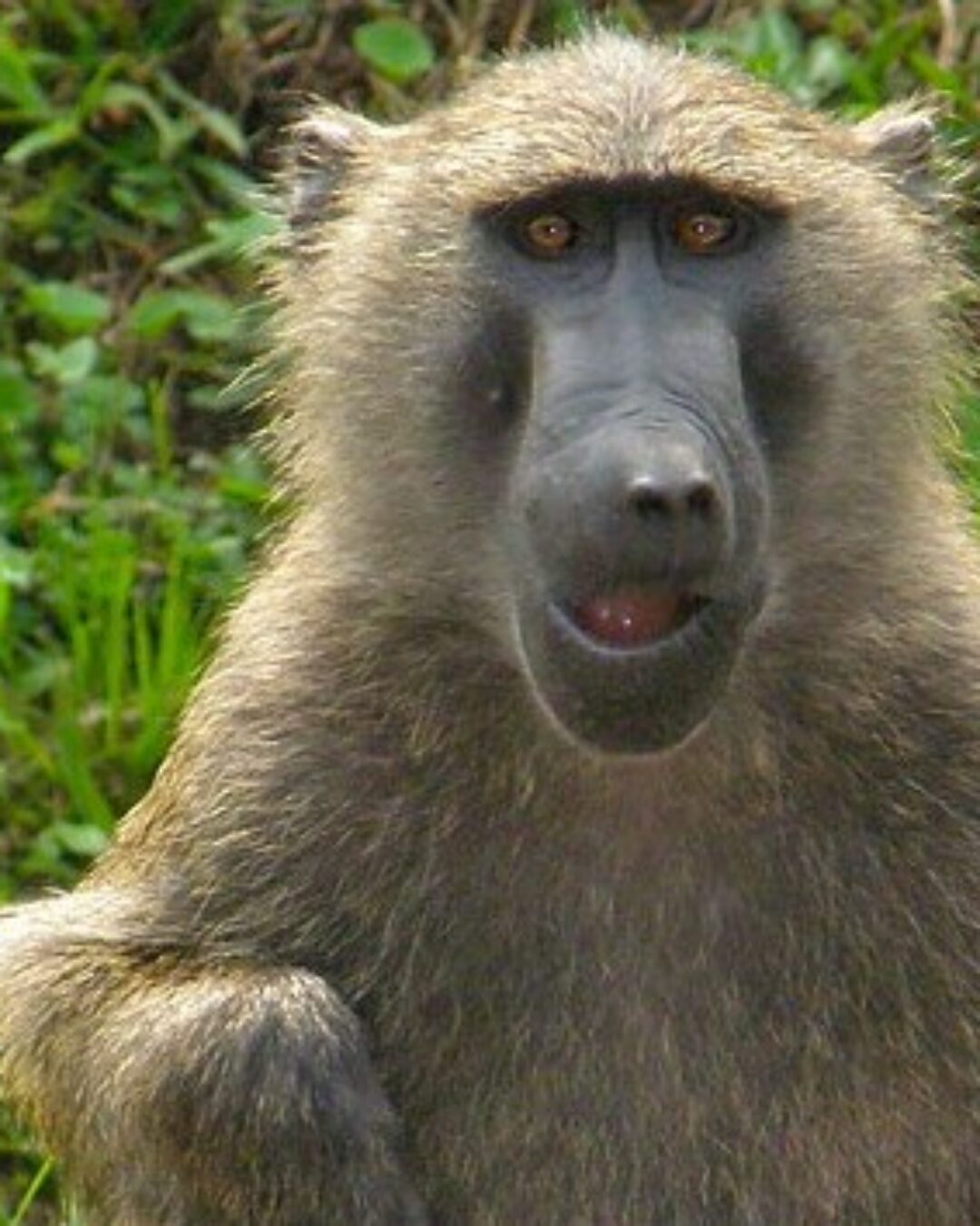 Uganda Primates Safari