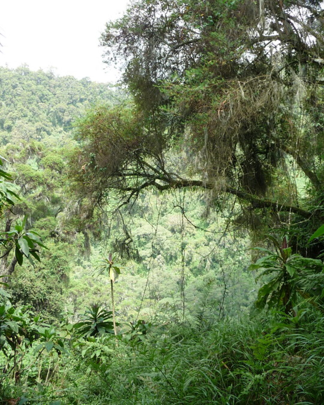 Volcanoes National Park3