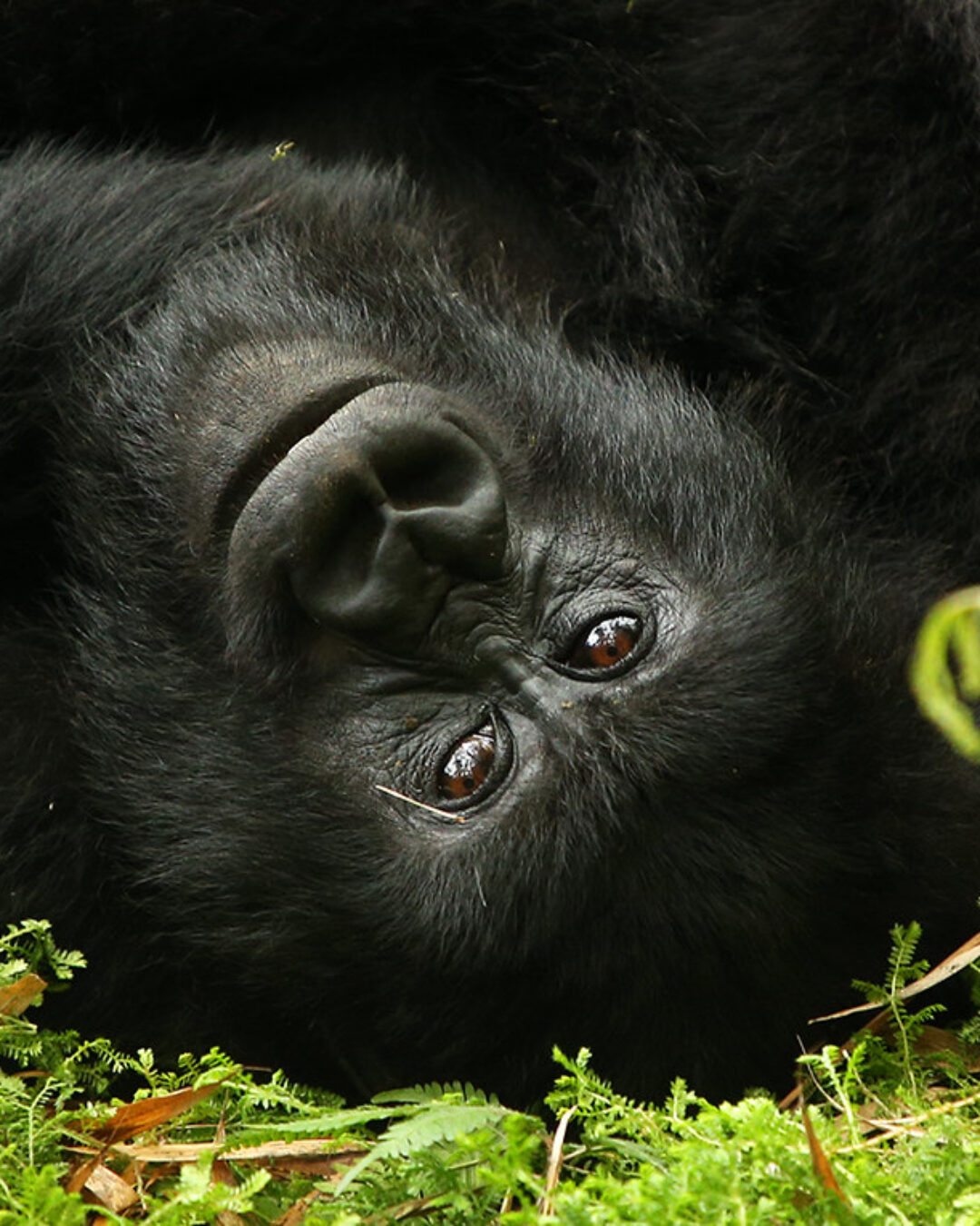 Volcanoes National Park4
