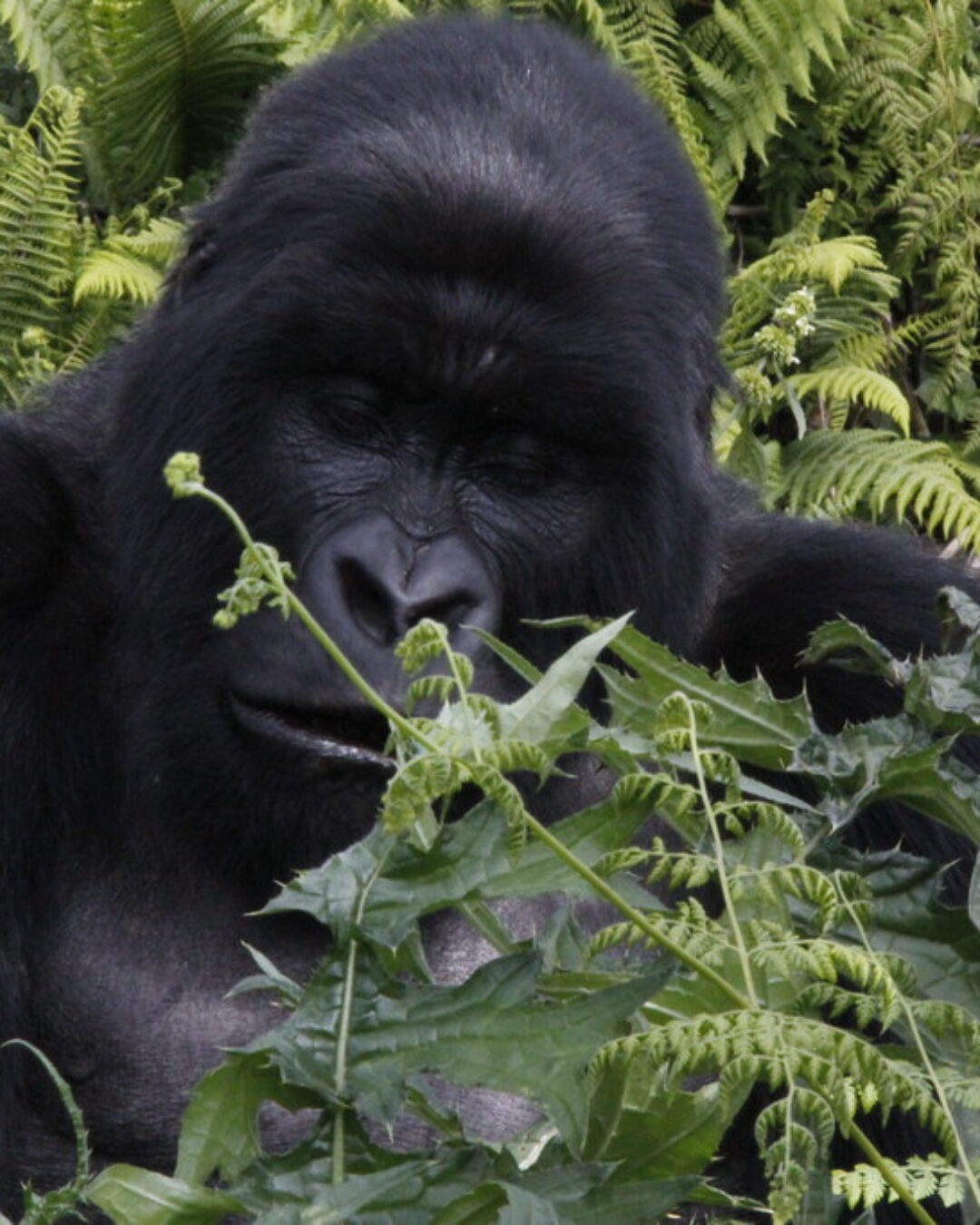 Volcanoes National Park6