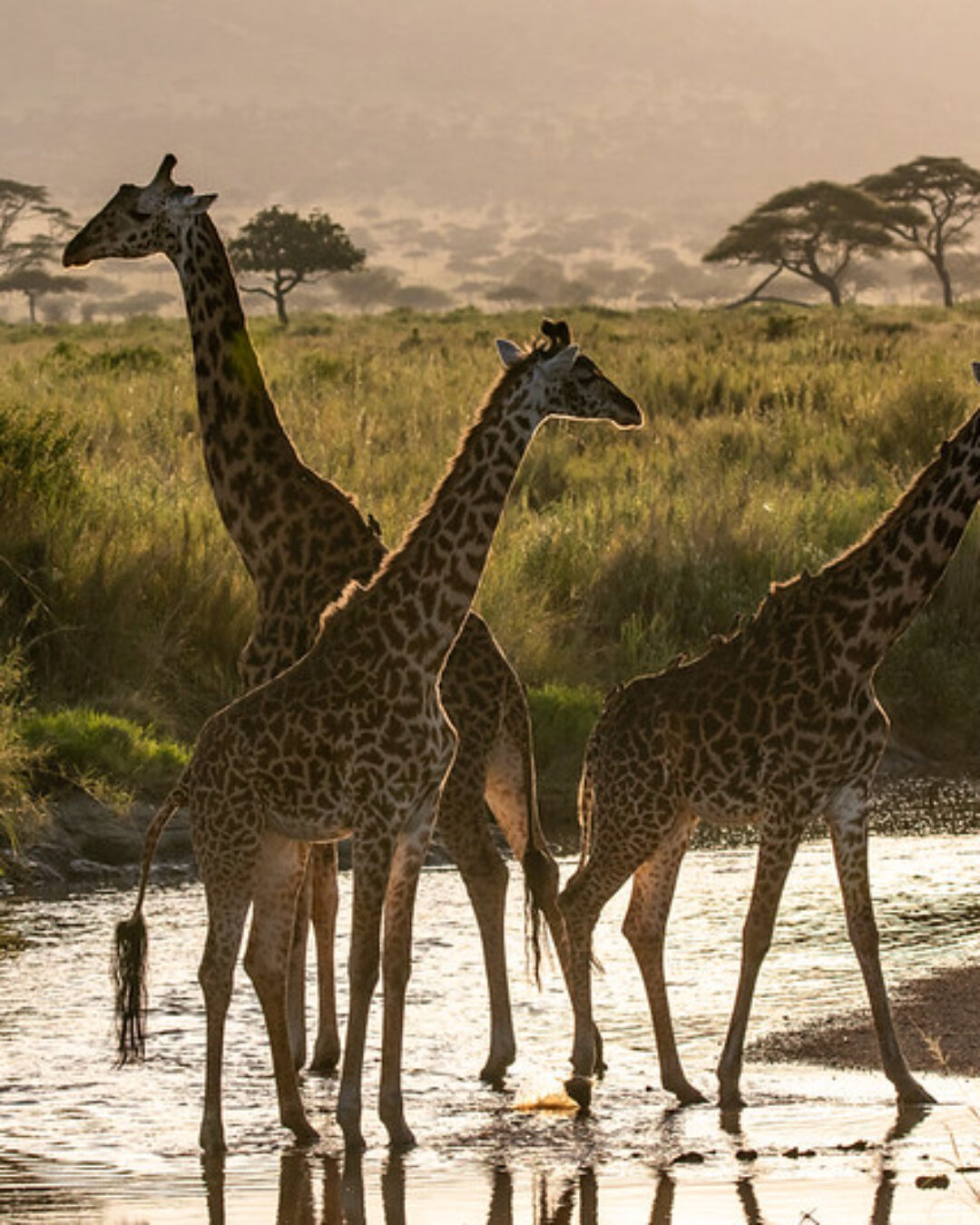 Wildlife In Serengeti7