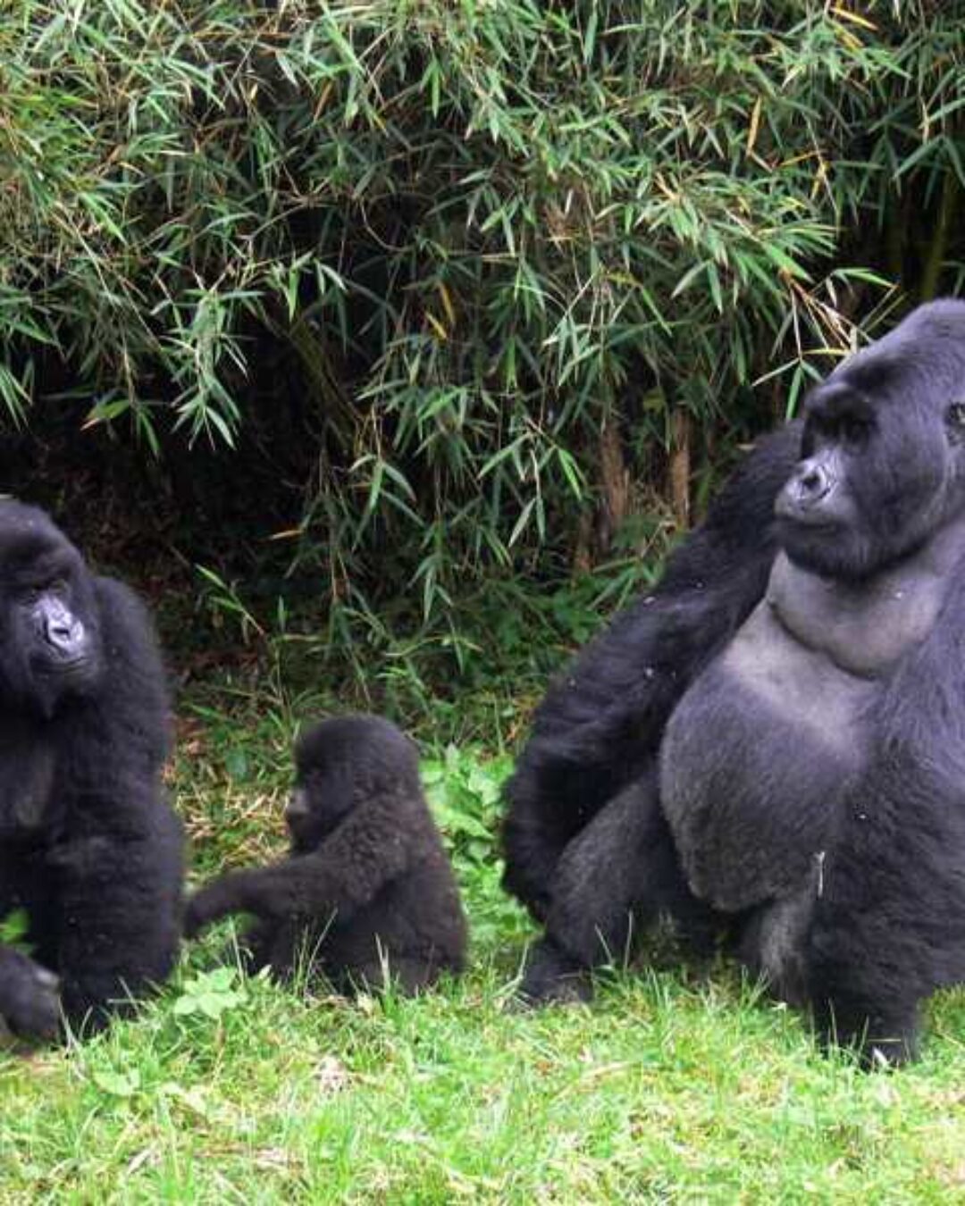 gorilla trekking Safari