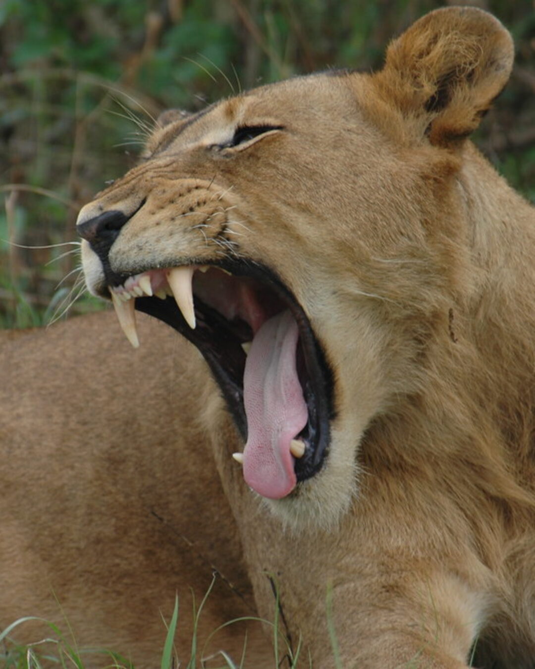 tree-climbing lions in wildlife