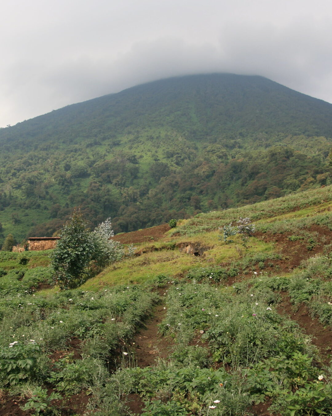 volcanoes national park rwanda